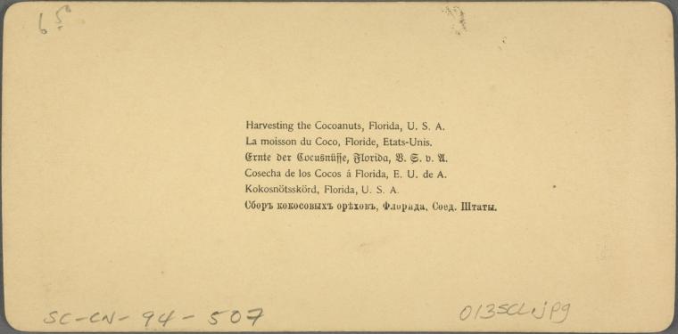 Harvesting the Cocoanuts, Florida, U. S. A.