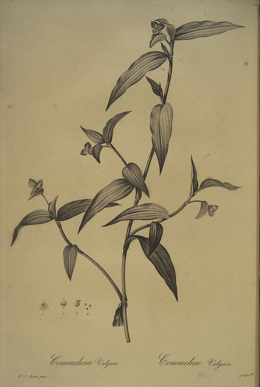 Commelina vulgaris