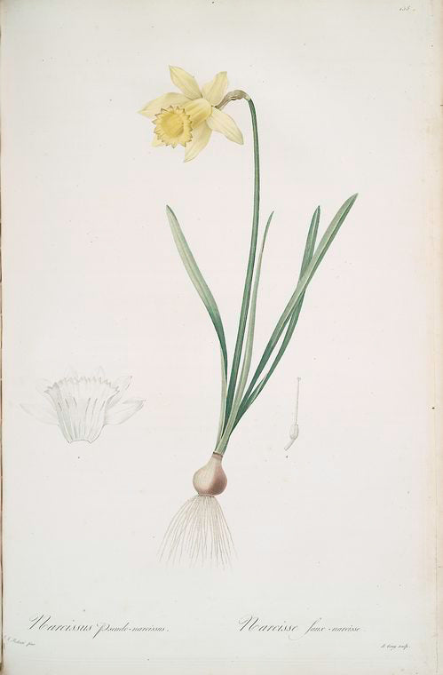 Narcissus pseudo-narcissus