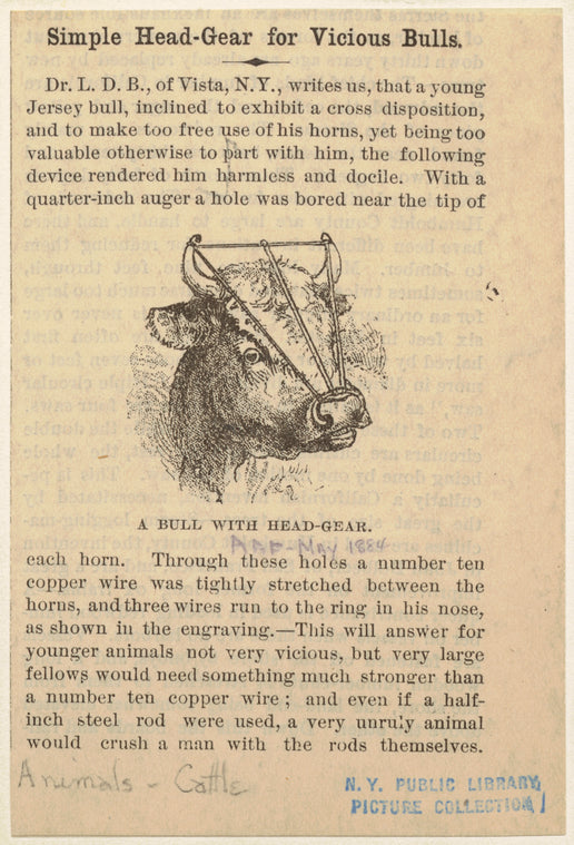 A bull with head-gear