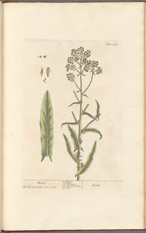 Woad