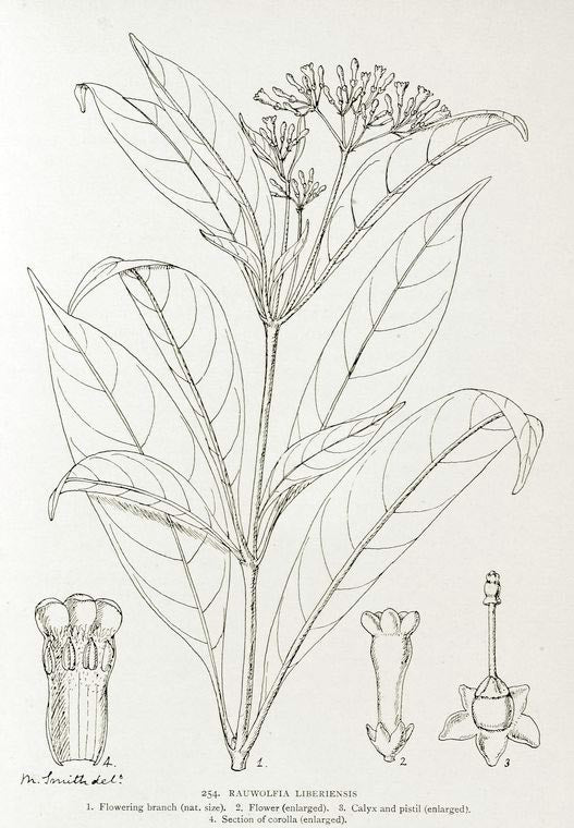 Rauwolfia liberiensis