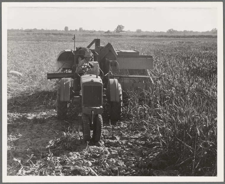 Twenty-four clients of Farm Security Administration (FSA) under the Rural Rehabilitation program, have cooperatively bought and cooperatively operated an all-crop harvester