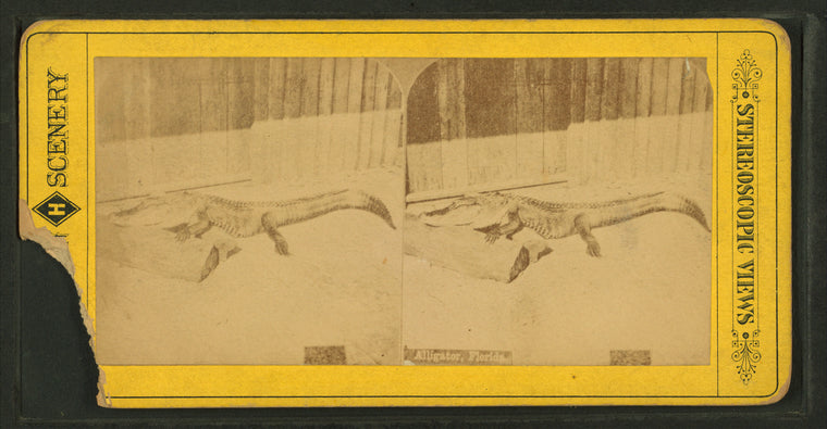 Alligator, Florida.