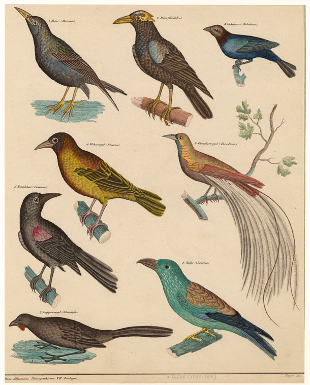 Birds