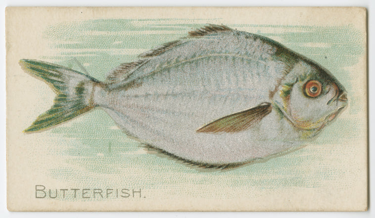 Butterfish.