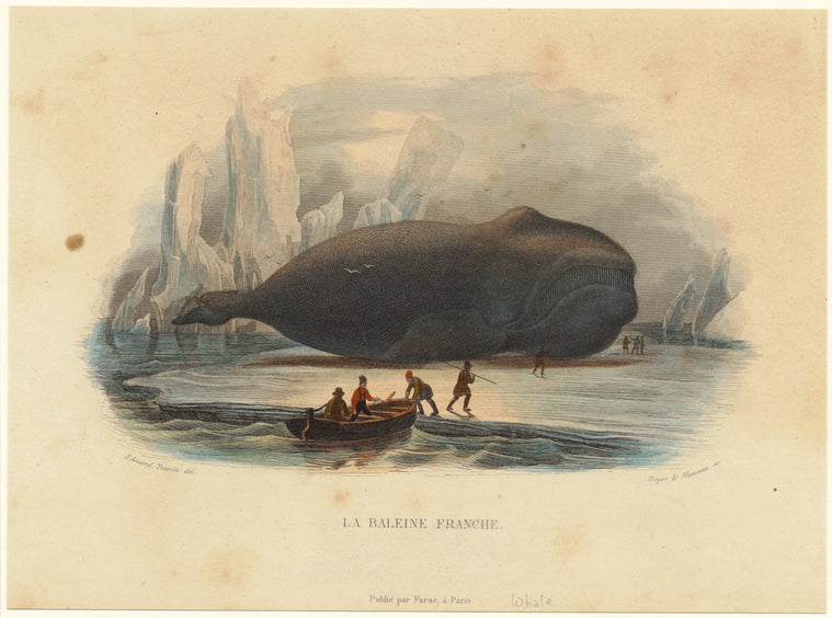 La baleine franche