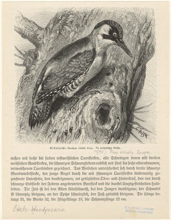 Grünspecht, Gecinus viridis Linn