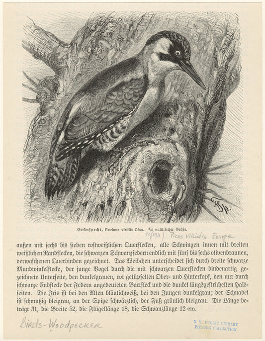 Grünspecht, Gecinus viridis Linn