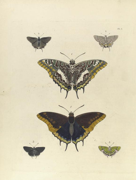 1. Nymphalis (Charaxes) Jason; 2. Thecla Acis; 3. Thecla Simaethis.