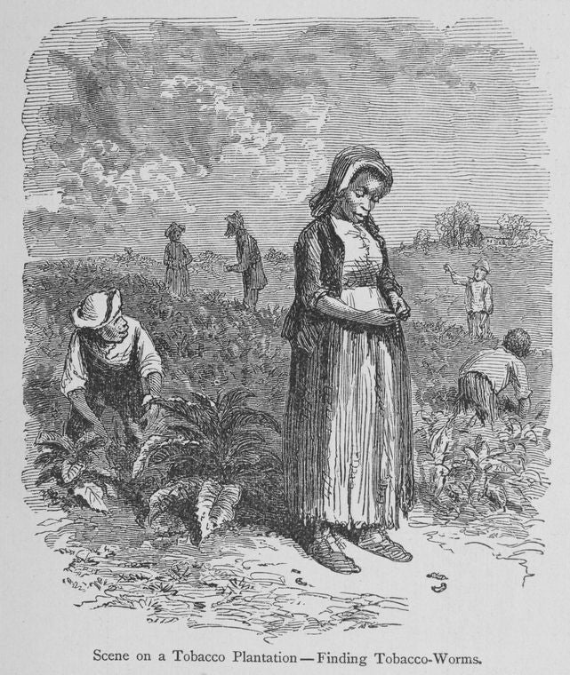Scene on a tobacco plantation- finding tobacco-worms