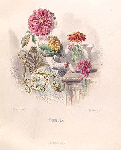 Dahlia.