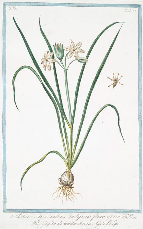 Lilia Hyacinthus vulgaris, flore niveo = Giglio di vallombrosa = Le Lys.