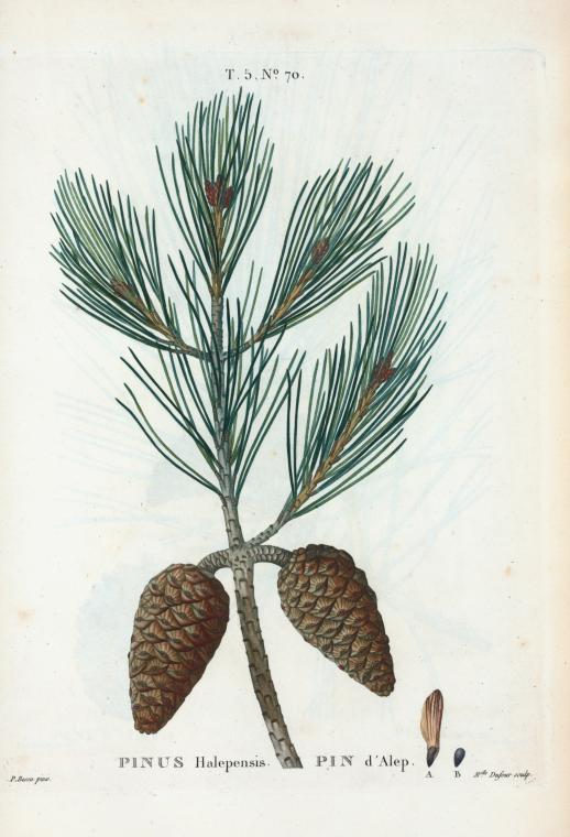 Pinus halepensis = Pin d'Alep. [Aleppo Pine]