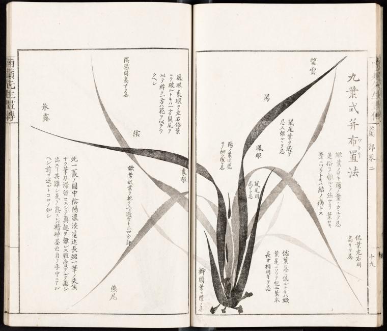 Nine types of leaves and how to draw them
