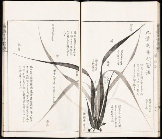 Nine types of leaves and how to draw them
