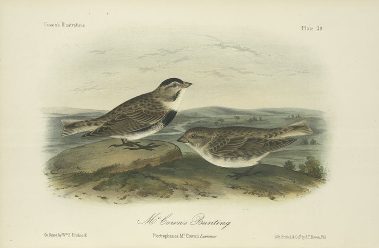 McCown's Bunting (Plectrophanes McCownii).