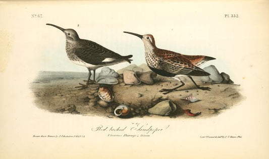 Red-backed Sandpiper, 1. Summer plumage 2. Winter