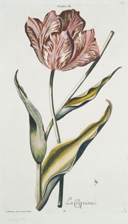 Tvlipa III = La Coquine. [Tulip]