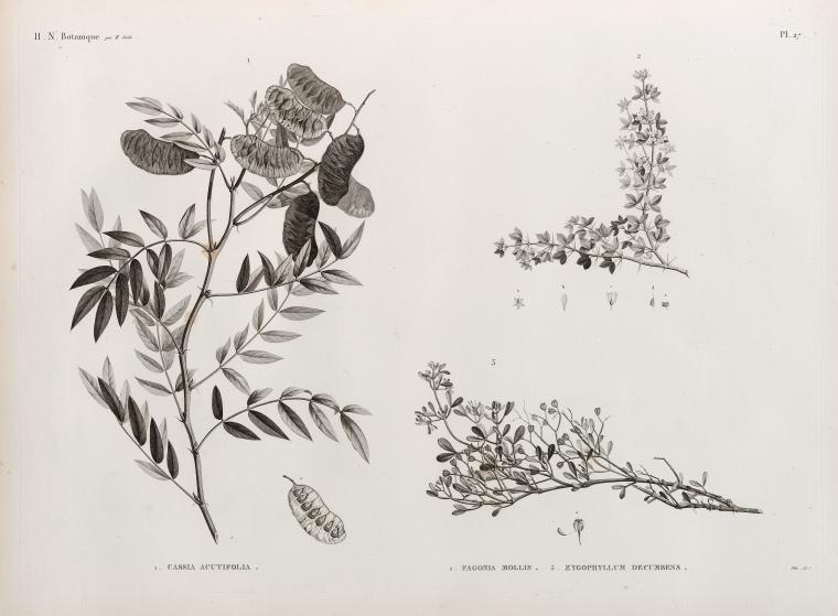 Botanique. 1. Cassia acutifolia; 2. Fagonia mollis; 3. Zygophyllum decumbens.