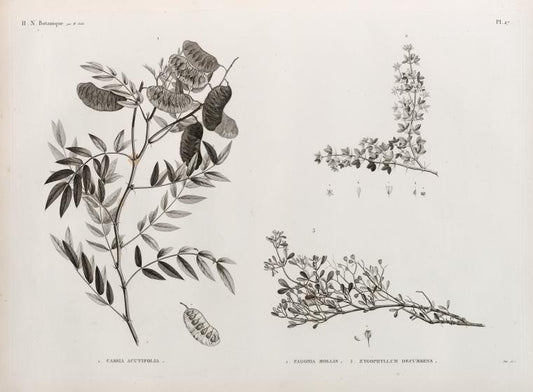 Botanique. 1. Cassia acutifolia; 2. Fagonia mollis; 3. Zygophyllum decumbens.