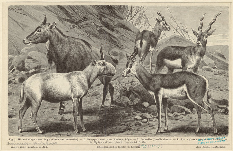 Hirschziegenantilope ; Steppenantilope ; Gazelle ; Springbock ; Nylgau
