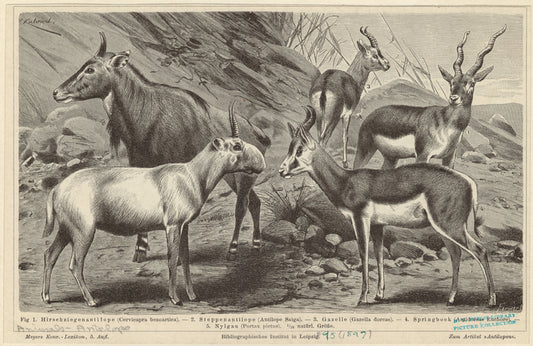 Hirschziegenantilope ; Steppenantilope ; Gazelle ; Springbock ; Nylgau