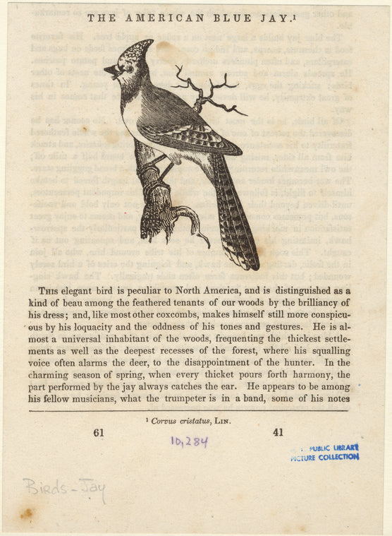 The American blue jay