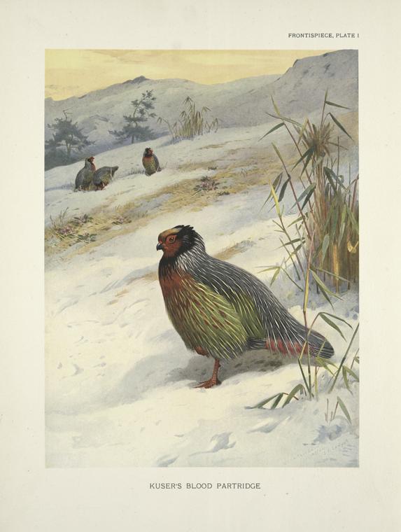 Kuser's Blood Partridge (Ithagenes kuseri).