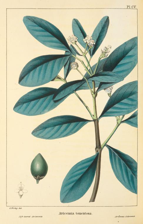 Soft-leaved Avicennia (Avicennia tomentosa).