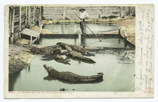 Alligator Joe and his Pets, Palm Beach, Fla.
