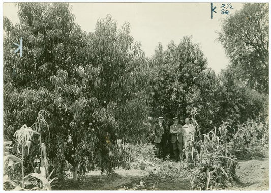 Men standing among peach trees on land settlement in Durham California