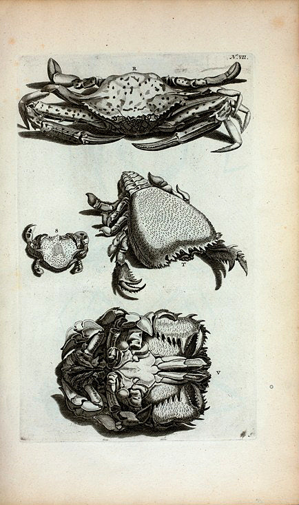 R. Pagurus; S. Cancer Lunaris; T. Cancer Raniformis; V. Est idem ab imo ventre conspiciendus.