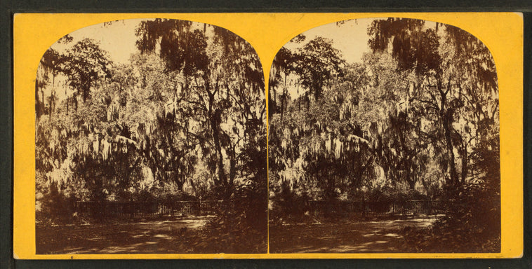 Bonaventure Cemetery, Savannah, Georgia.