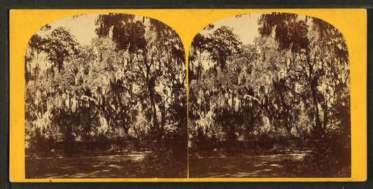 Bonaventure Cemetery, Savannah, Georgia.