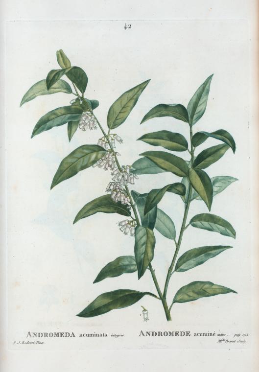 Andromeda calyculata = Andromede caliculéee.