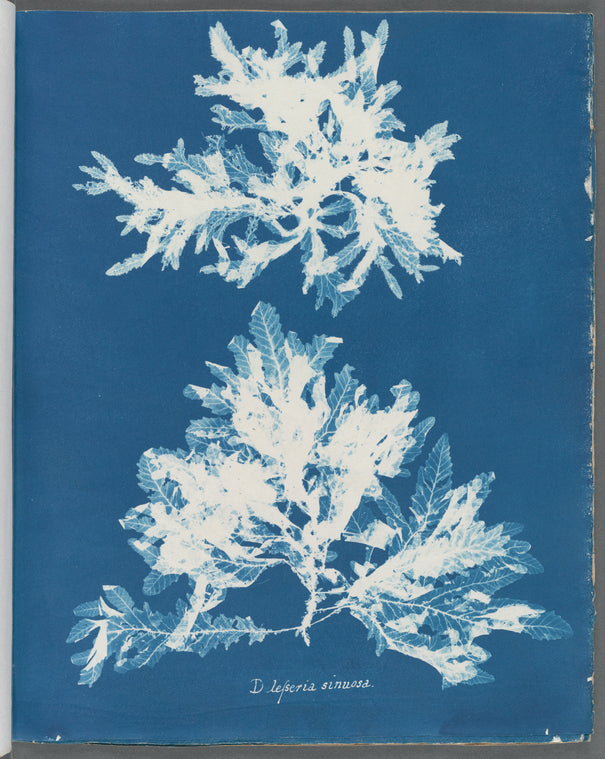 Delesseria sinuosa