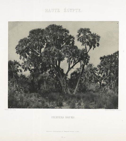 Haute Égypte. Palmiers doums.