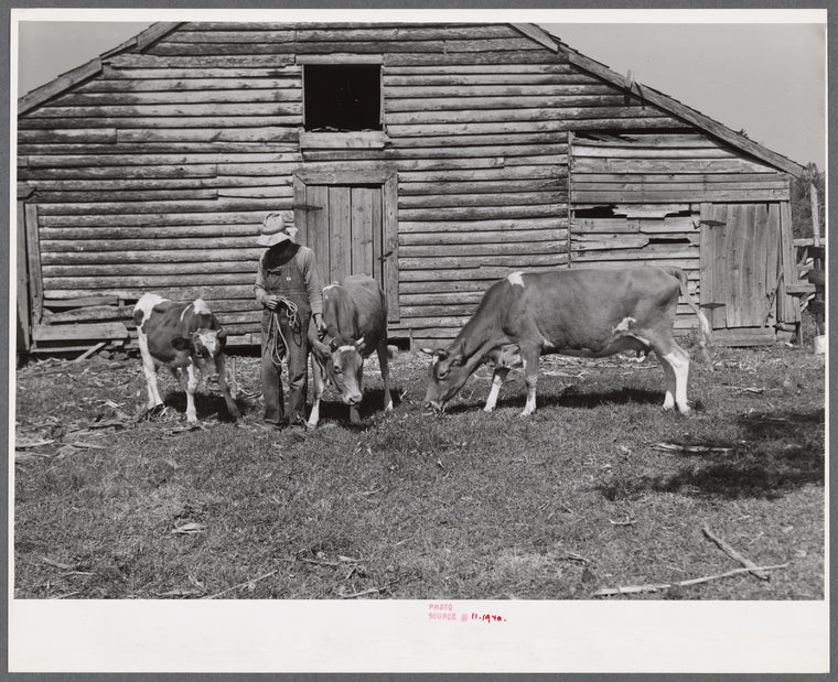 FSA (Farm Security Administration) borrower with a bull calf purchased with FSA community cooperative service loan and his two milk cows. Caswell County, North Carolina.