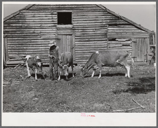 FSA (Farm Security Administration) borrower with a bull calf purchased with FSA community cooperative service loan and his two milk cows. Caswell County, North Carolina.