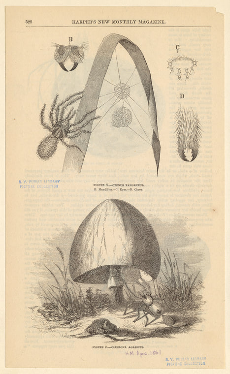 Ctenus tangeneus ; Clubiona agaricus