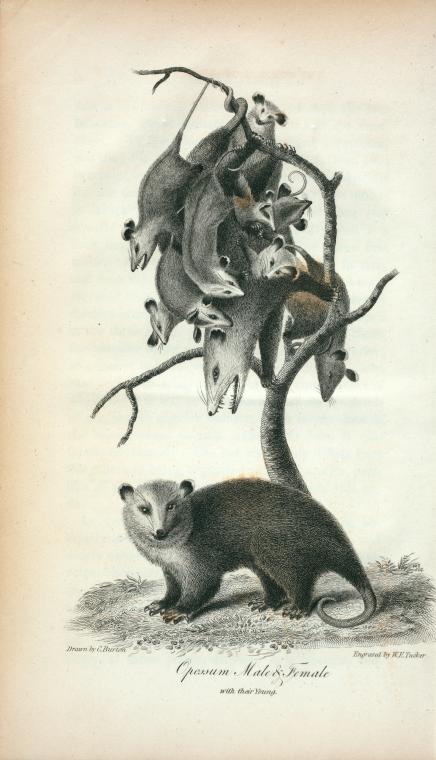 Opossum Male & Female with their Young.
