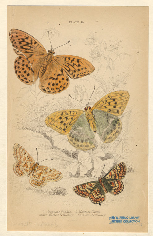 Argynnis Paphia, silver washed fritiallary ; Melitaea Cinxia, glanville fritiallary
