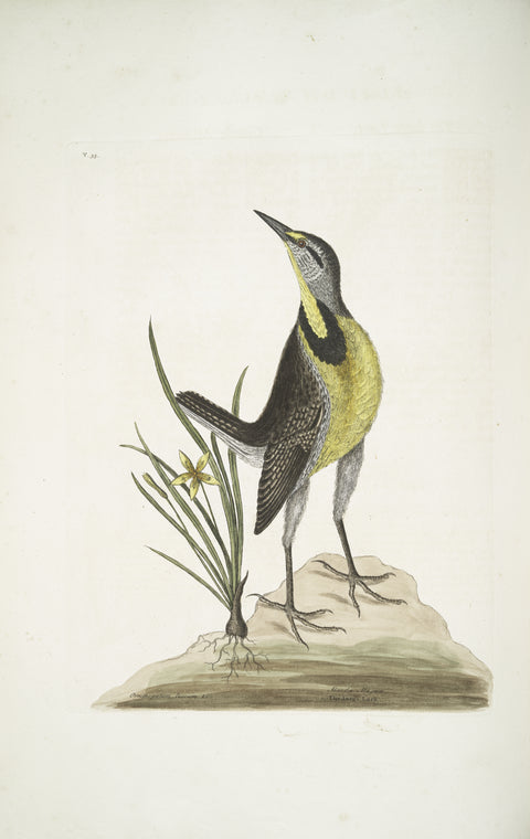 Ornithogalum liteum &c., The Little yellow Star-Flower; Alauda Magna, The large Lark.