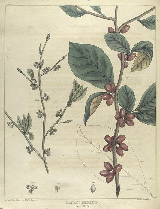 Laurus benzoin.  (spice-wood).