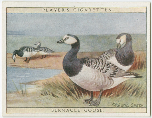 Barnacle Goose.