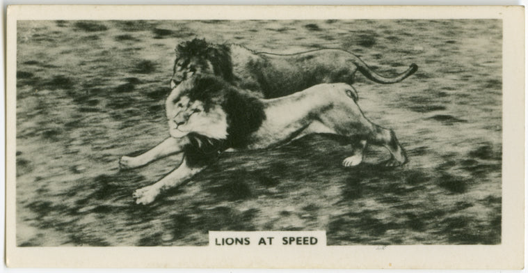 Lions at speed.