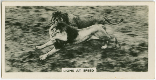 Lions at speed.