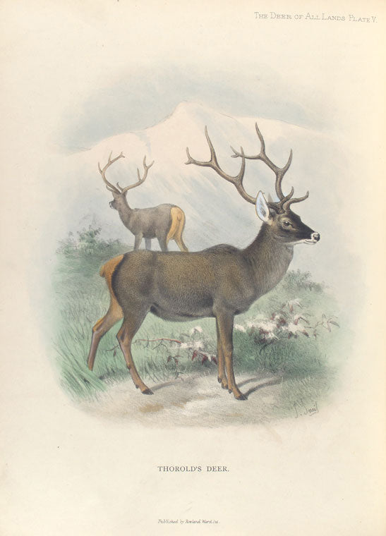 Thorold's Deer