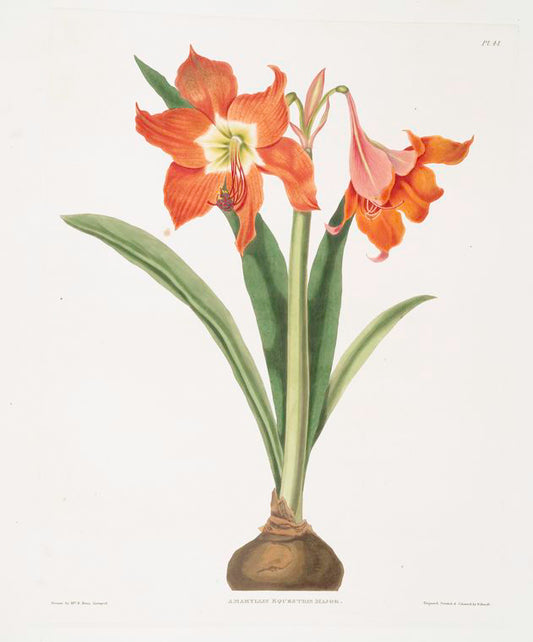 Amaryllis equestris (major)